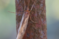 *(17800) Un trichoptre (Trichoptre - Limnephilidae - Halesus sp.)